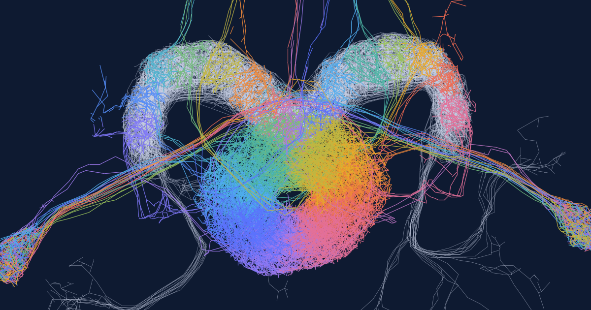 Fly neuron circuit used in LATTIMEX research