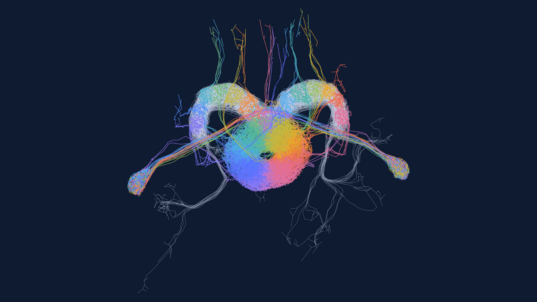 The circuit's 88 neurons seen from the front: the ring of the ellipsoid body colored like a color wheel and the protocerebral bridge shaped like an arc