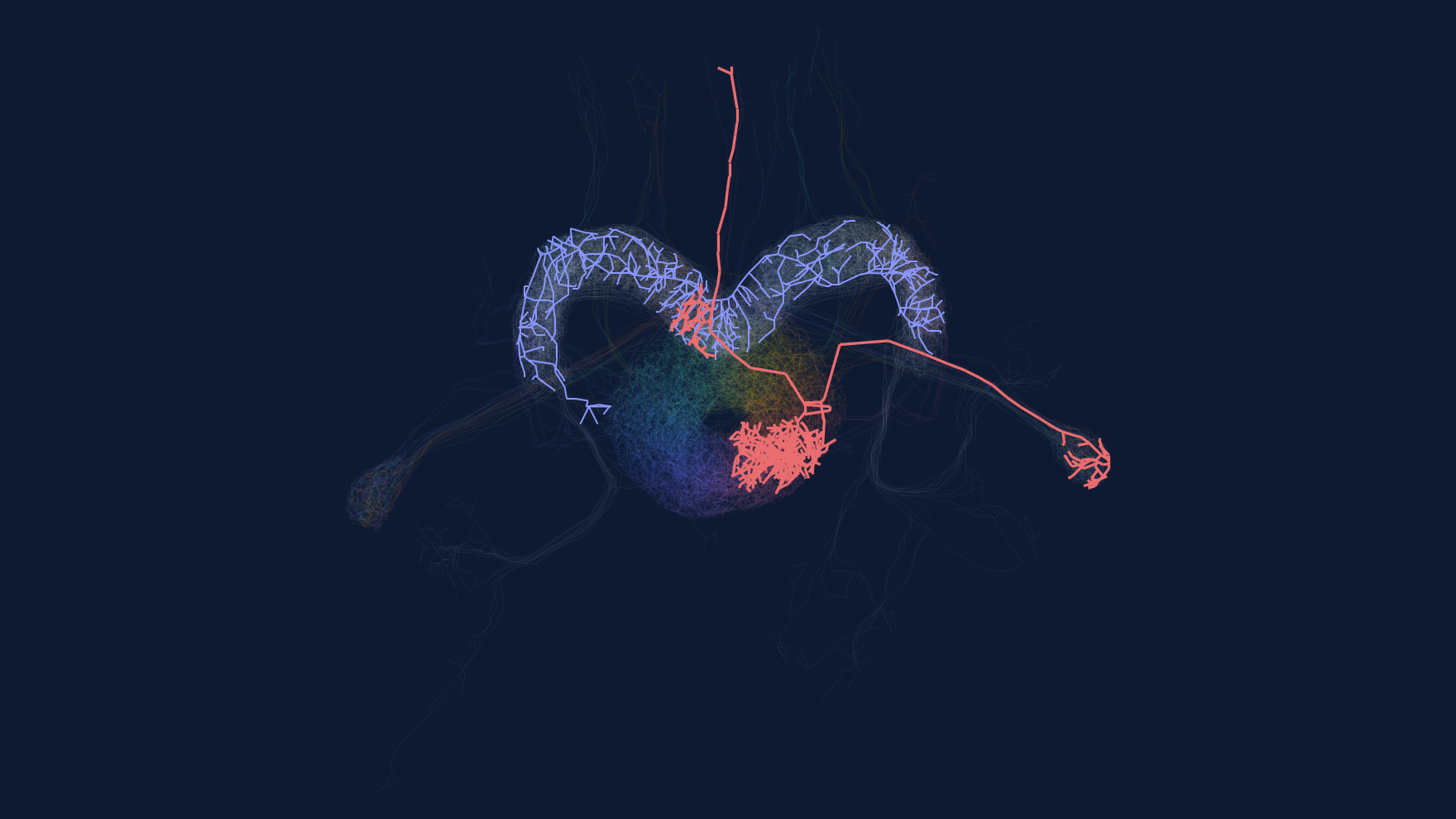 One EPG neuron and one Delta7 neuron highlighted over the rest of the circuit